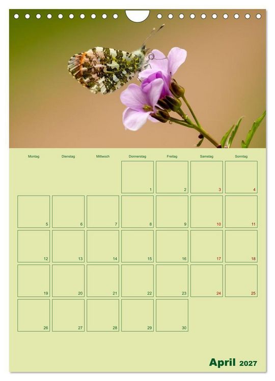 Produktbild: Die Welt der Insekten (Wandkalender 2027 DIN A4 hoch), CALVENDO Monatskalender