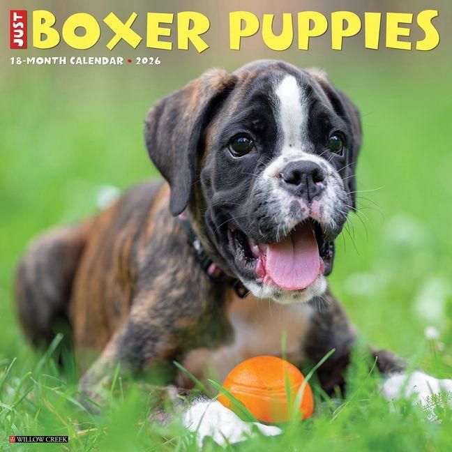 Produktbild: Boxer Puppies 2026 12 X 12 Wall Calendar