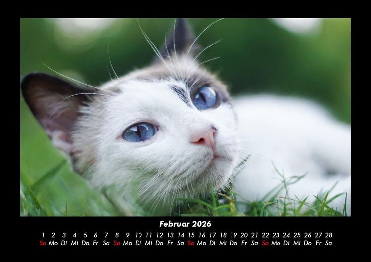 Produktbild: F&uuml;r Katzenfreunde 2026 Fotokalender DIN A3