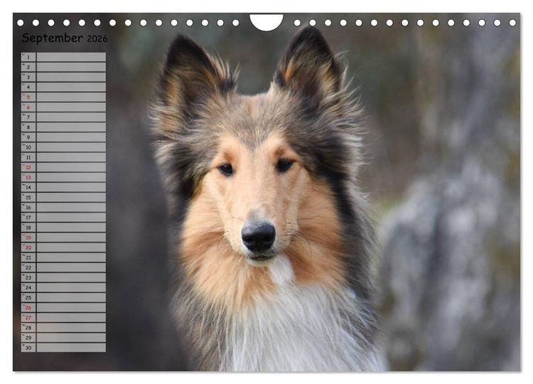 Produktbild: Highland Hawk Fame - Ein Collie begleitet durch das Jahr (Wandkalender 2026 DIN A4 quer), CALVENDO Monatskalender