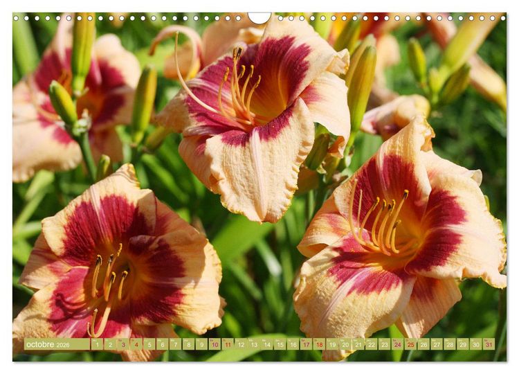 Produktbild: Lys d'un jour (Calendrier mural 2026 DIN A3 vertical), CALVENDO calendrier mensuel