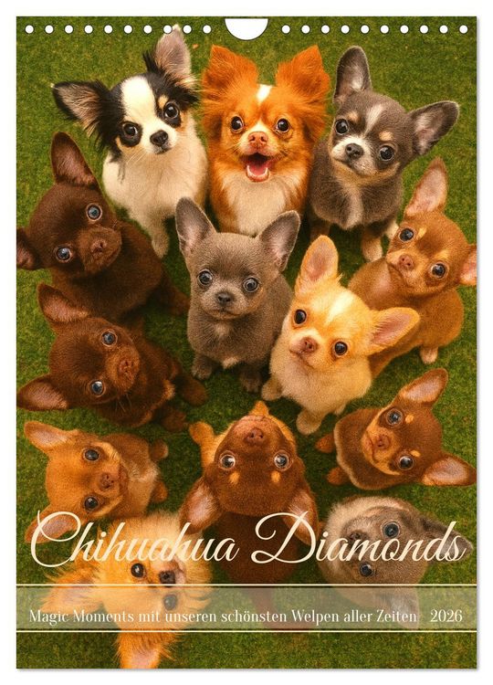 Produktbild: Chihuahua Diamonds &ndash; Magic Moments mit unseren sch&ouml;nsten Welpen aller Zeiten (Wandkalender 2026 DIN A4 hoch), CALVENDO Monatskalender