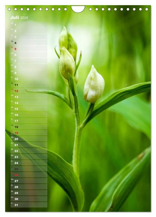 Produktbild: Auf der Suche nach Orchideen in Deutschland (Wandkalender 2026 DIN A4 hoch), CALVENDO Monatskalender