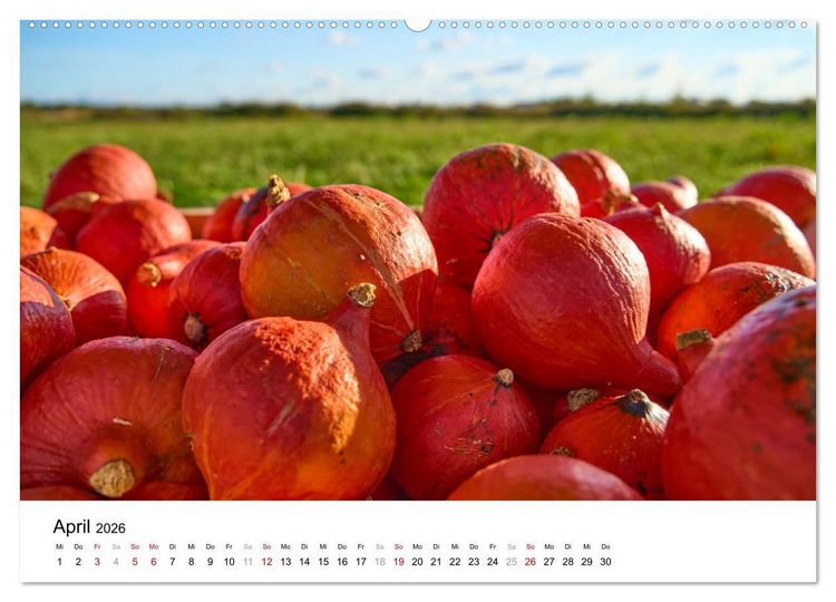 Produktbild: K&Uuml;RBIS KALENDER - Die sch&ouml;nsten K&uuml;rbisse des Jahres (hochwertiger Premium Wandkalender 2026 DIN A2 quer), Kunstdruck in Hochglanz