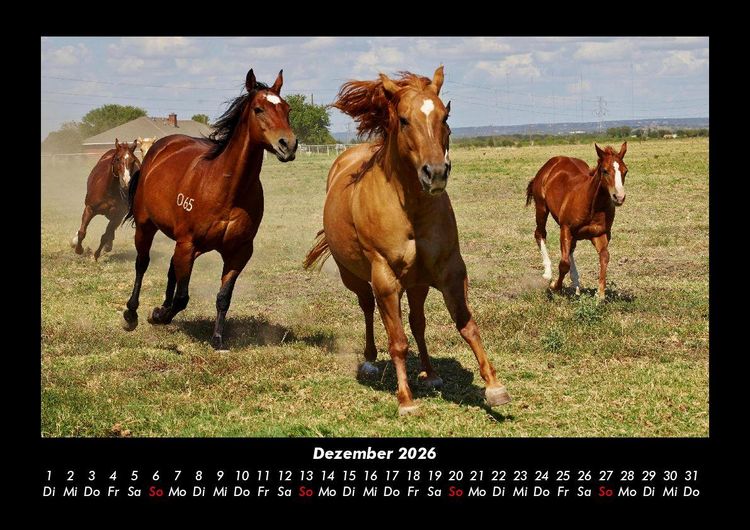 Produktbild: Pferdetraum 2026 Fotokalender DIN A3