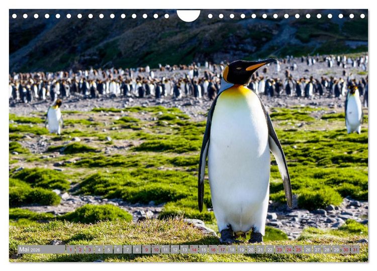 Produktbild: Einfach liebenswert diese Pinguine (Wandkalender 2026 DIN A4 quer), CALVENDO Monatskalender