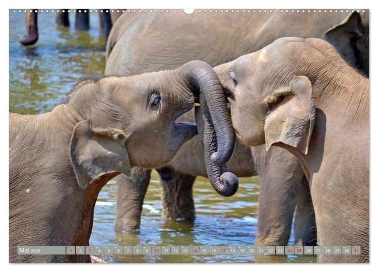 Produktbild: Asiatische und afrikanische Elefanten (hochwertiger Premium Wandkalender 2026 DIN A2 quer), Kunstdruck in Hochglanz