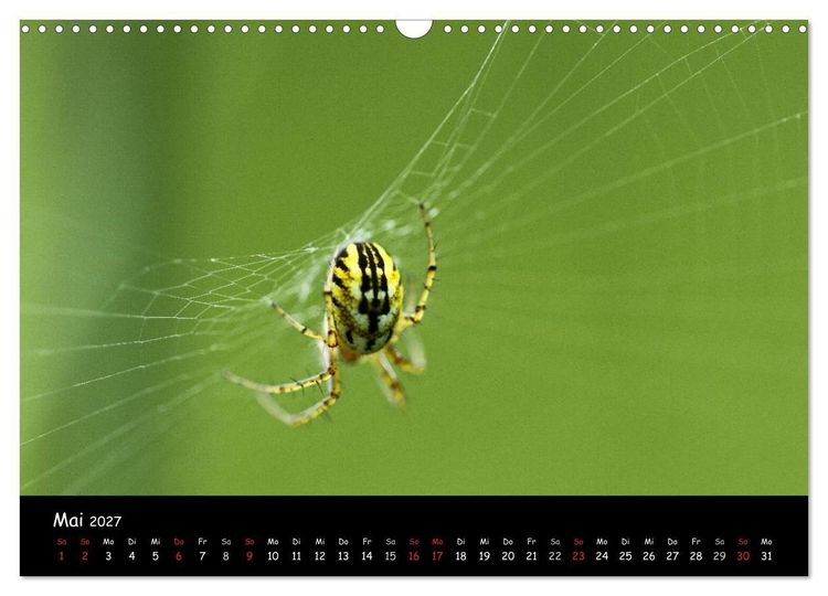 Produktbild: Heimische Spinnen (Wandkalender 2027 DIN A3 quer), CALVENDO Monatskalender