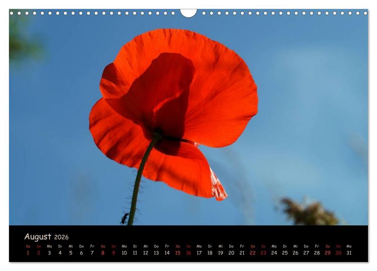 Produktbild: Just Mohn (Wandkalender 2026 DIN A3 quer), CALVENDO Monatskalender