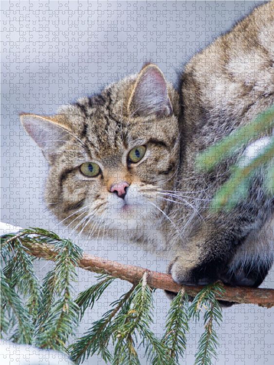 Produktbild: CALVENDO Puzzle Europ&auml;ische Wildkatze im Winter 1000 Teile Lege-Gr&ouml;&szlig;e 48 x 64 cm Foto-Puzzle Bild von Christina Krutz