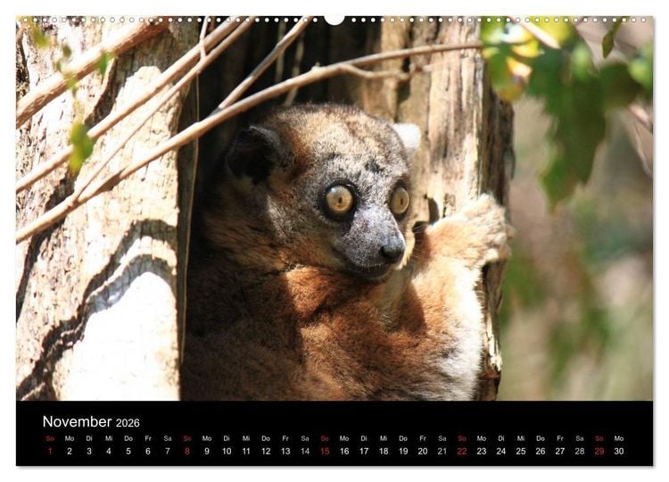 Produktbild: Abenteuer Madagaskar (hochwertiger Premium Wandkalender 2026 DIN A2 quer), Kunstdruck in Hochglanz