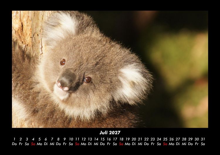 Produktbild: Koala 2027 Fotokalender DIN A3