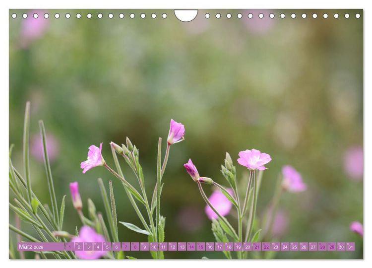 Produktbild: Lila Bl&uuml;tenzauber (Wandkalender 2026 DIN A4 quer), CALVENDO Monatskalender