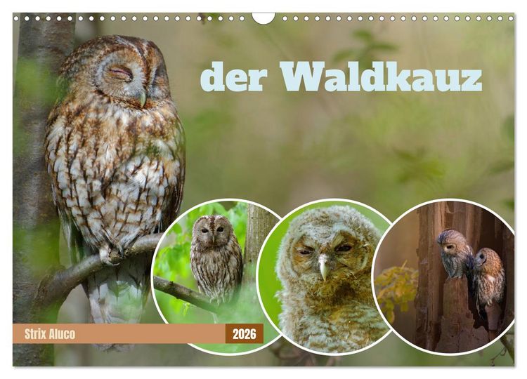 Produktbild: der Waldkauz - Strix Aluco (Wandkalender 2026 DIN A3 quer), CALVENDO Monatskalender