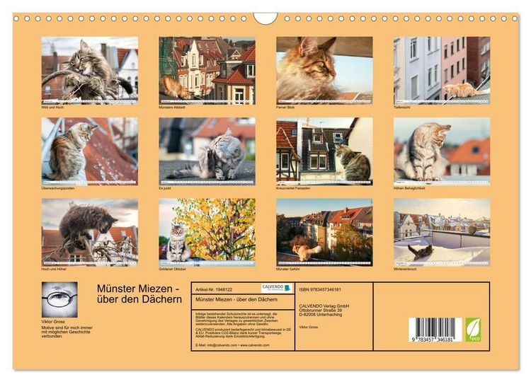 Produktbild: M&uuml;nster Miezen - &uuml;ber den D&auml;chern (Wandkalender 2026 DIN A3 quer), CALVENDO Monatskalender