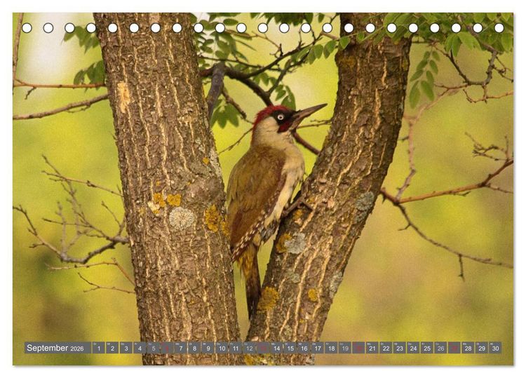 Produktbild: V&ouml;gel ganz nah (Tischkalender 2026 DIN A5 quer), CALVENDO Monatskalender