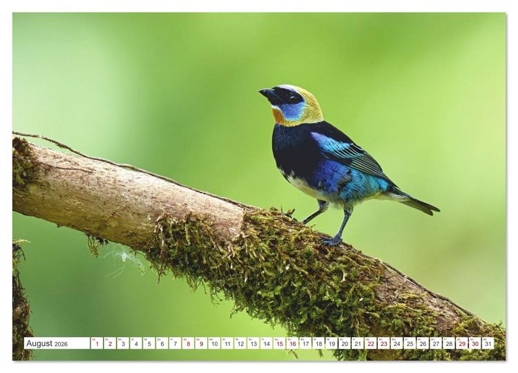 Produktbild: Costa Ricas gefiederte Pracht (Wandkalender 2026 DIN A4 quer), CALVENDO Monatskalender
