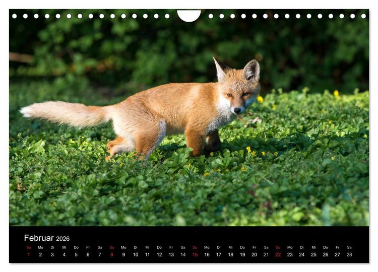Produktbild: Joni, der kleine Fuchs (Wandkalender 2026 DIN A4 quer), CALVENDO Monatskalender