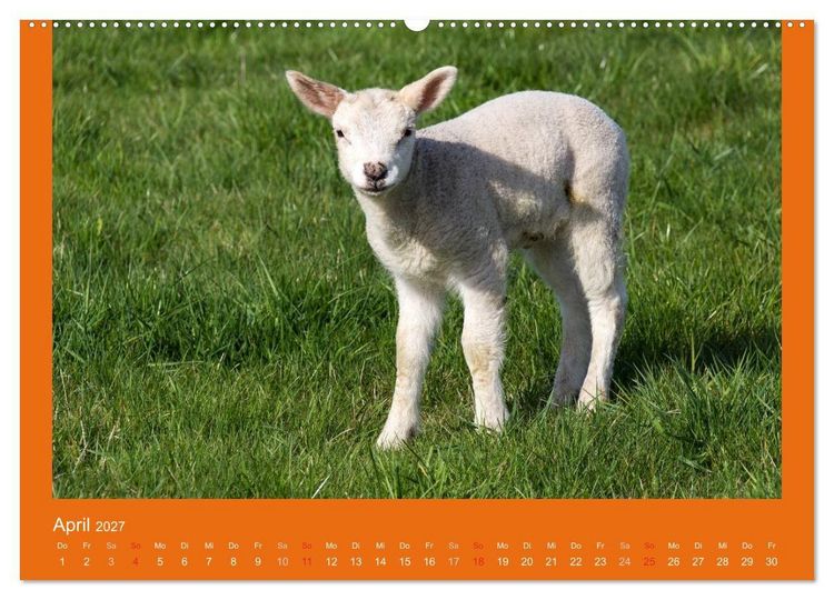 Produktbild: Tierkinder (Wandkalender 2027 DIN A2 quer), CALVENDO Monatskalender