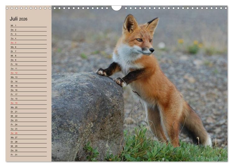 Produktbild: Der Fuchs. Bezaubernder Geselle (Wandkalender 2026 DIN A3 quer), CALVENDO Monatskalender