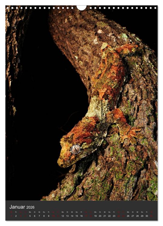 Produktbild: GECKOS (Wandkalender 2026 DIN A3 hoch), CALVENDO Monatskalender