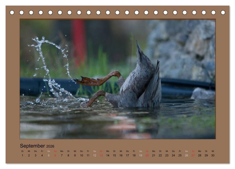 Produktbild: Laufenten immer was zu Schnattern (Tischkalender 2026 DIN A5 quer), CALVENDO Monatskalender