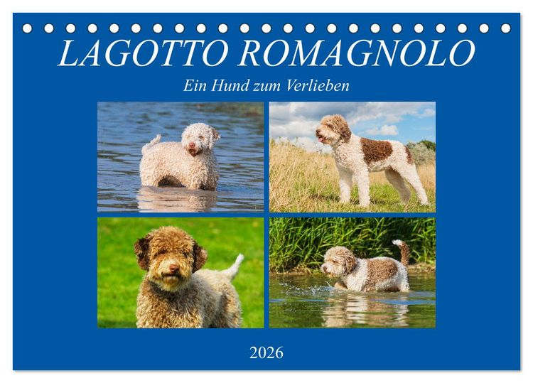 Produktbild: Lagotto Romagnolo - Ein Hund zum Verlieben (Tischkalender 2026 DIN A5 quer), CALVENDO Monatskalender