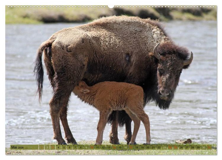 Produktbild: Wildtiere Nordamerikas (Wandkalender 2026 DIN A2 quer), CALVENDO Monatskalender
