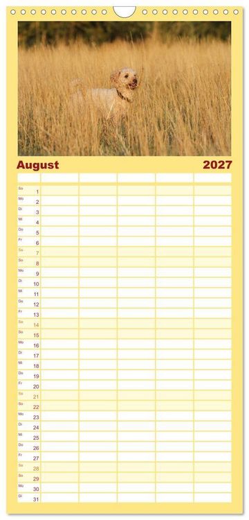 Produktbild: Familienplaner 2027 - Lockenw&ouml;lfe - Energieb&uuml;ndel Pudel mit 5 Spalten (Wandkalender, 21 x 45 cm) CALVENDO