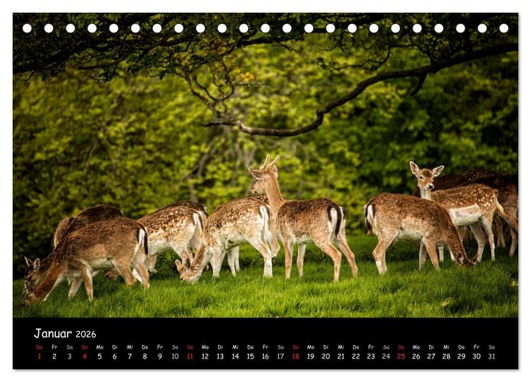 Produktbild: Rehe und Hirsche in freier Natur (Tischkalender 2026 DIN A5 quer), CALVENDO Monatskalender