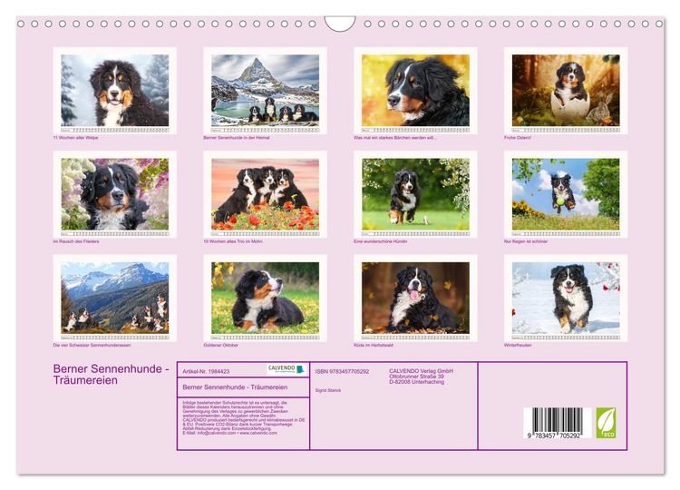 Produktbild: Berner Sennenhunde - Tr&auml;umereien (Wandkalender 2026 DIN A3 quer), CALVENDO Monatskalender