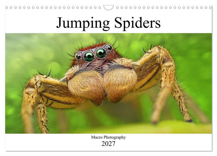 Produktbild: Jumping Spiders (Wall Calendar 2027 DIN A3 landscape), CALVENDO 12 Month Wall Calendar
