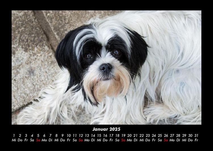 Produktbild: Der Hundekalender 2025 Fotokalender DIN A3