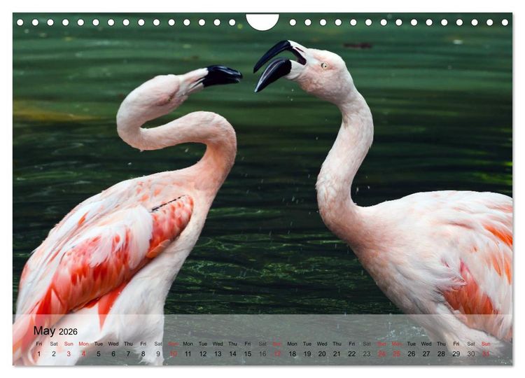 Produktbild: Flamingos Think pink (Wall Calendar 2026 DIN A4 landscape), CALVENDO 12 Month Wall Calendar