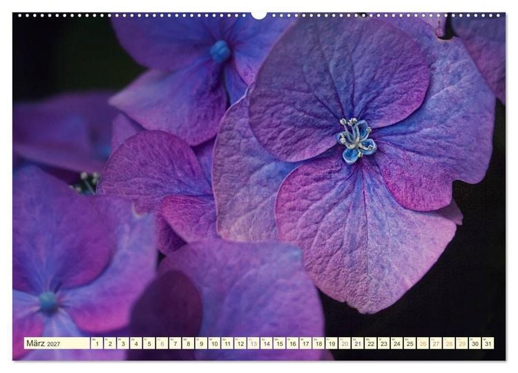 Produktbild: Hortensientr&auml;ume (Wandkalender 2027 DIN A2 quer), CALVENDO Monatskalender