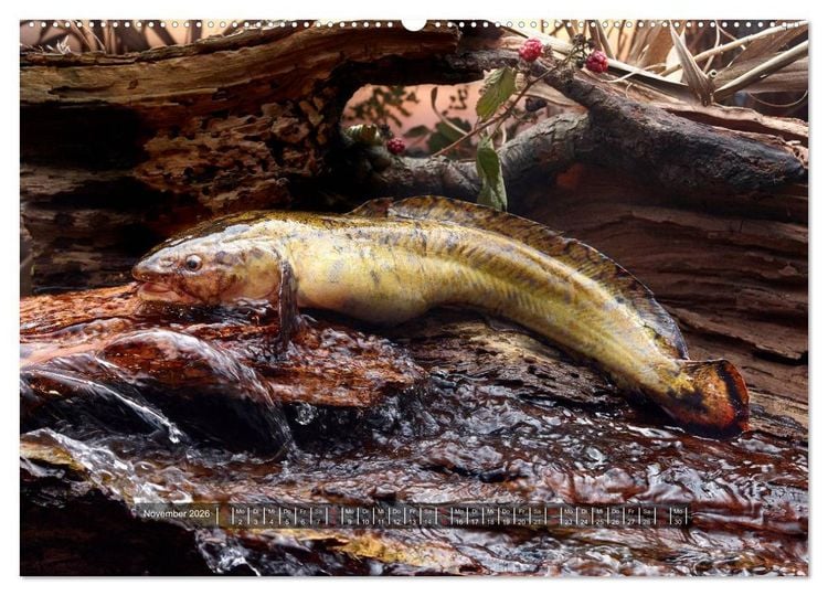 Produktbild: UNSER FISCH. S&Uuml;&szlig;WASSER. (Wandkalender 2026 DIN A2 quer), CALVENDO Monatskalender