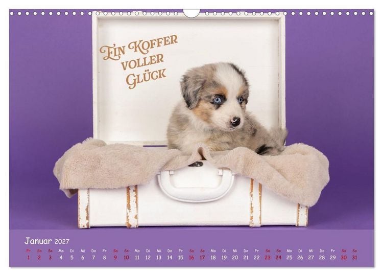 Produktbild: Mini Australian Shepherd, eine ganz besondere Rasse (Wandkalender 2027 DIN A3 quer), CALVENDO Monatskalender