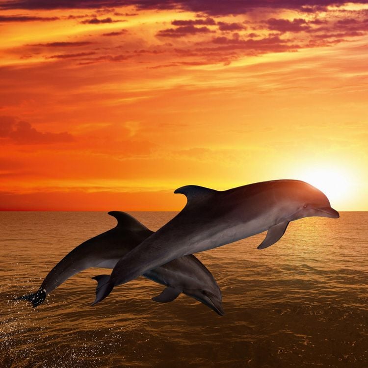 Produktbild: Delfine / Dolphins 2027