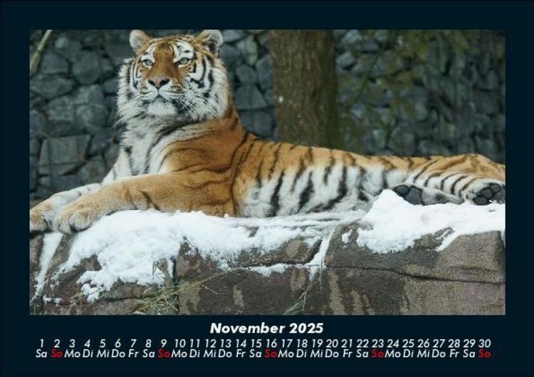 Produktbild: Tiger 2025 Fotokalender DIN A5