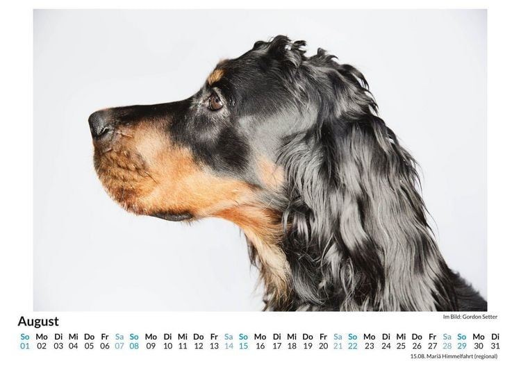 Produktbild: Gordon Setter