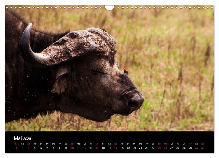Produktbild: Wildes Afrika (Wandkalender 2026 DIN A3 quer), CALVENDO Monatskalender