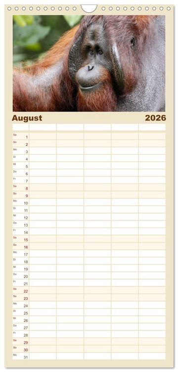 Produktbild: Familienplaner 2026 - Waldmenschen - Orang Utans auf Borneo mit 5 Spalten (Wandkalender, 21 x 45 cm) CALVENDO
