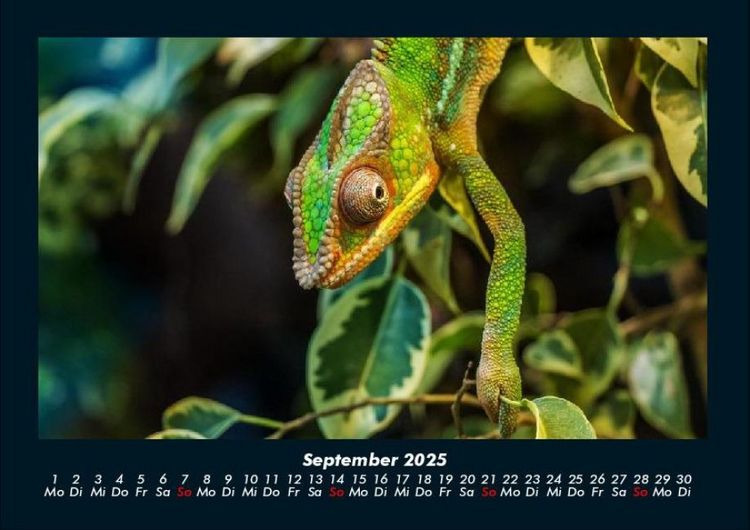 Produktbild: Der Tierkalender 2025 Fotokalender DIN A4