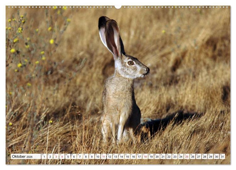 Produktbild: Kaninchen und Hasen (hochwertiger Premium Wandkalender 2026 DIN A2 quer), Kunstdruck in Hochglanz