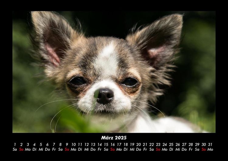 Produktbild: Hundezauber 2025 Fotokalender DIN A3