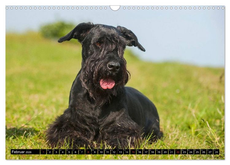 Produktbild: Treuer Freund Riesenschnauzer (Wandkalender 2026 DIN A3 quer), CALVENDO Monatskalender
