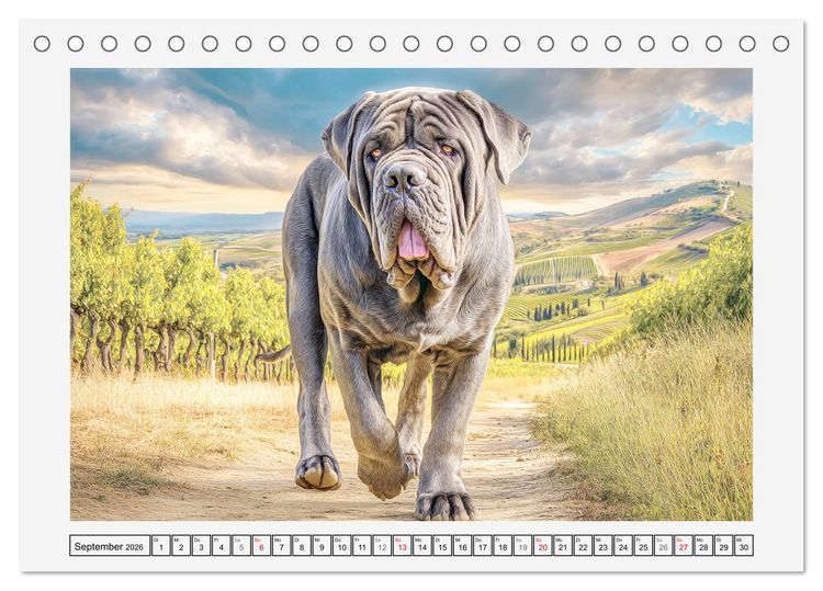 Produktbild: Mastino Napoletano. Die gelassenen Molosser mit antiken Vorfahren (Tischkalender 2026 DIN A5 quer), CALVENDO Monatskalender