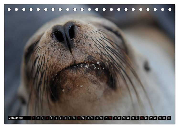 Produktbild: Galapagos Archipel- Faszination Tierwelt (Tischkalender 2026 DIN A5 quer), CALVENDO Monatskalender