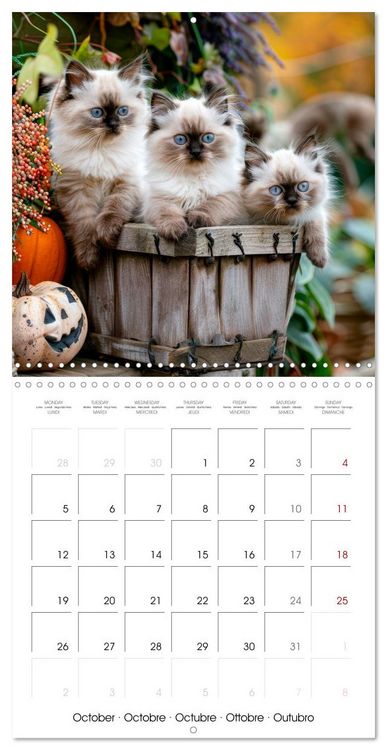 Produktbild: KITTEN Cuteness overload (Wall Calendar 2026 12 &times; 12 Inch) CALVENDO 12 Month Wall Calendar