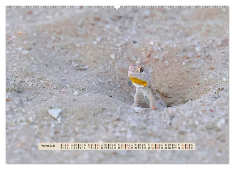 Produktbild: Kgalagadi-Durstland (hochwertiger Premium Wandkalender 2026 DIN A2 quer), Kunstdruck in Hochglanz